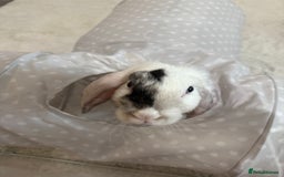 Mini Lop rabbits for sale: Mini lop rabbits for sale  - Image 6