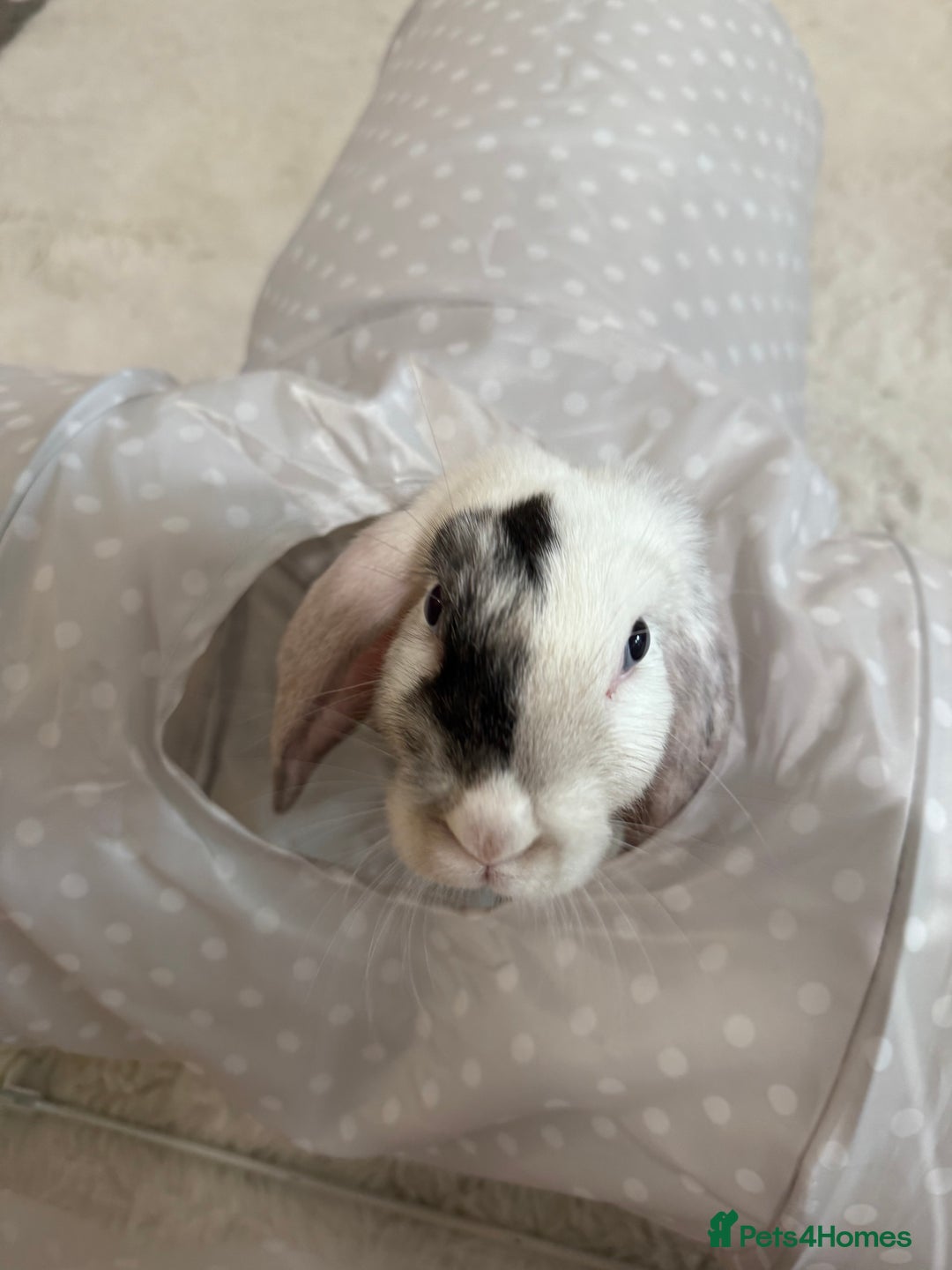 Mini Lop rabbits for sale: Mini lop rabbits for sale  - Image 6