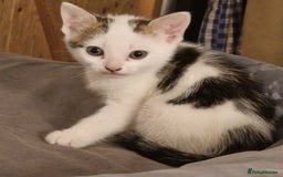 Mixed Breed cats for sale: 2 Tabbie beauties - Image 5