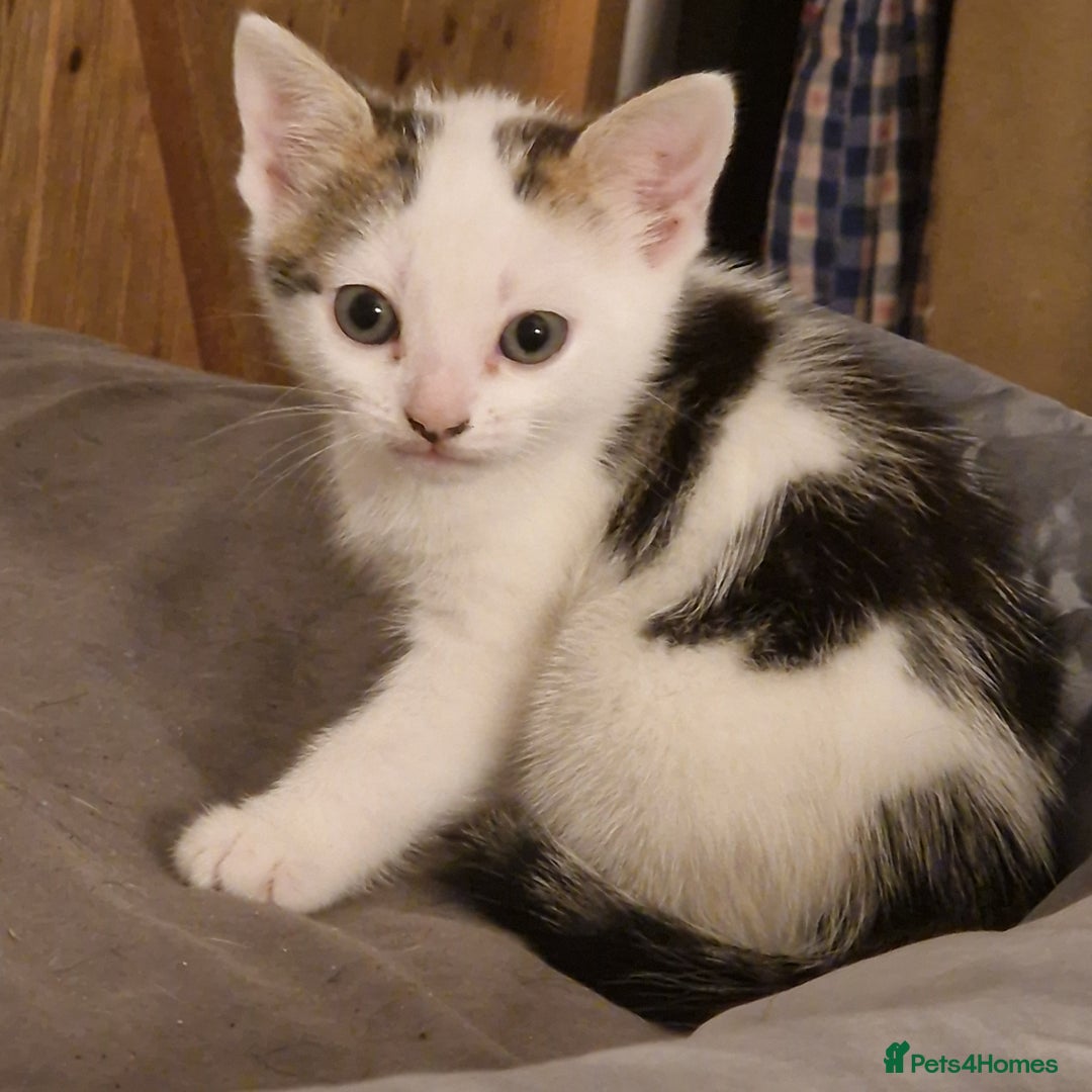 Mixed Breed cats for sale: 2 Tabbie beauties - Image 5