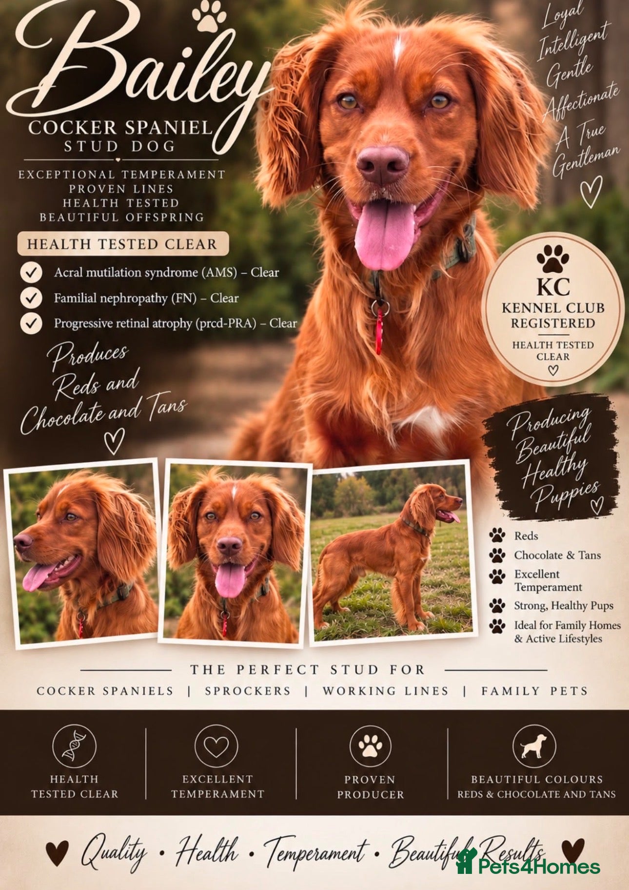 Cocker Spaniel dogs Health Tested Red Cocker Spaniel Stud  - Advert 20