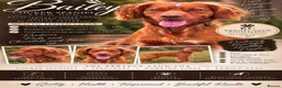 Cocker Spaniel dogs for stud: Health Tested Red Cocker Spaniel Stud  - Advert 1
