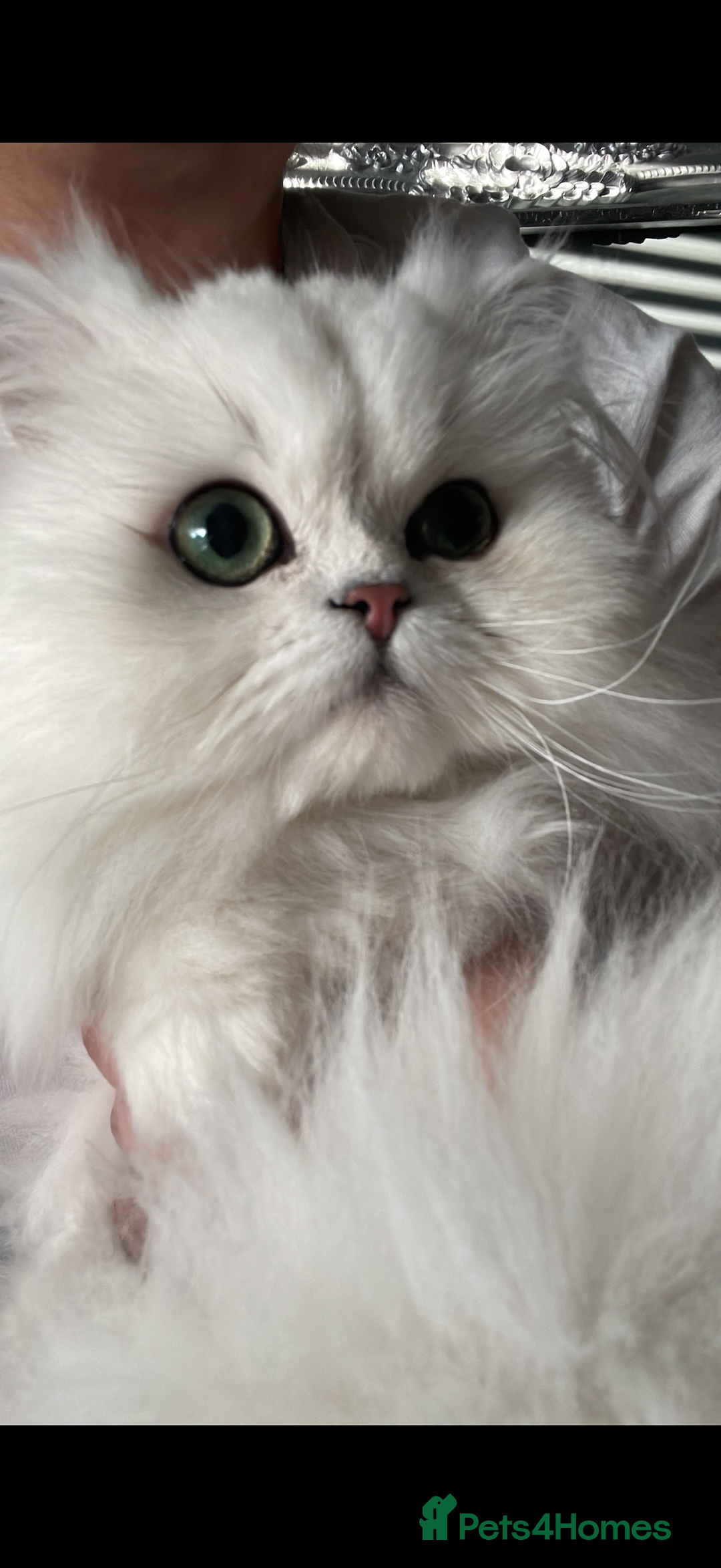 Persian cats for sale: Persian chinchilla female  - Advert 9