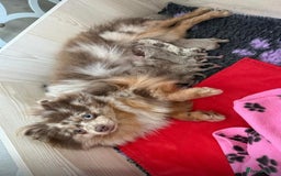 Pomeranian dogs for sale: Stunning lilac Pomeranians  - Advert 4