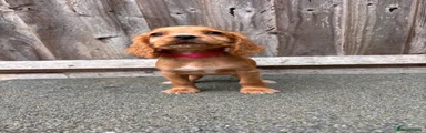 Orange and White Bitch- Pink Collar 