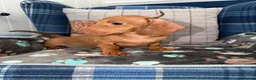 Miniature Dachshund dogs for sale: 💙💙One Chocolate Based Red Boy Left💙💙 - Advert 7