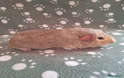 Guinea Pig rodents for sale: Chinchilla guinea pigs avaliable  - Image 3