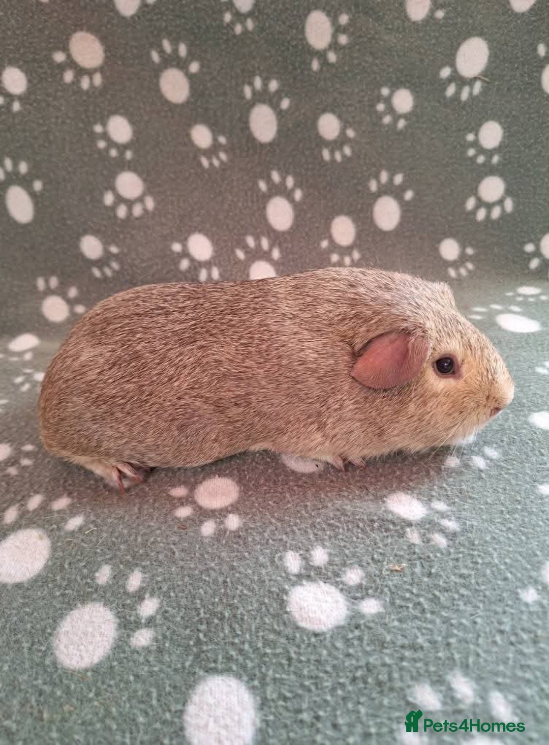 Guinea Pig rodents for sale: Chinchilla guinea pigs avaliable  - Image 3