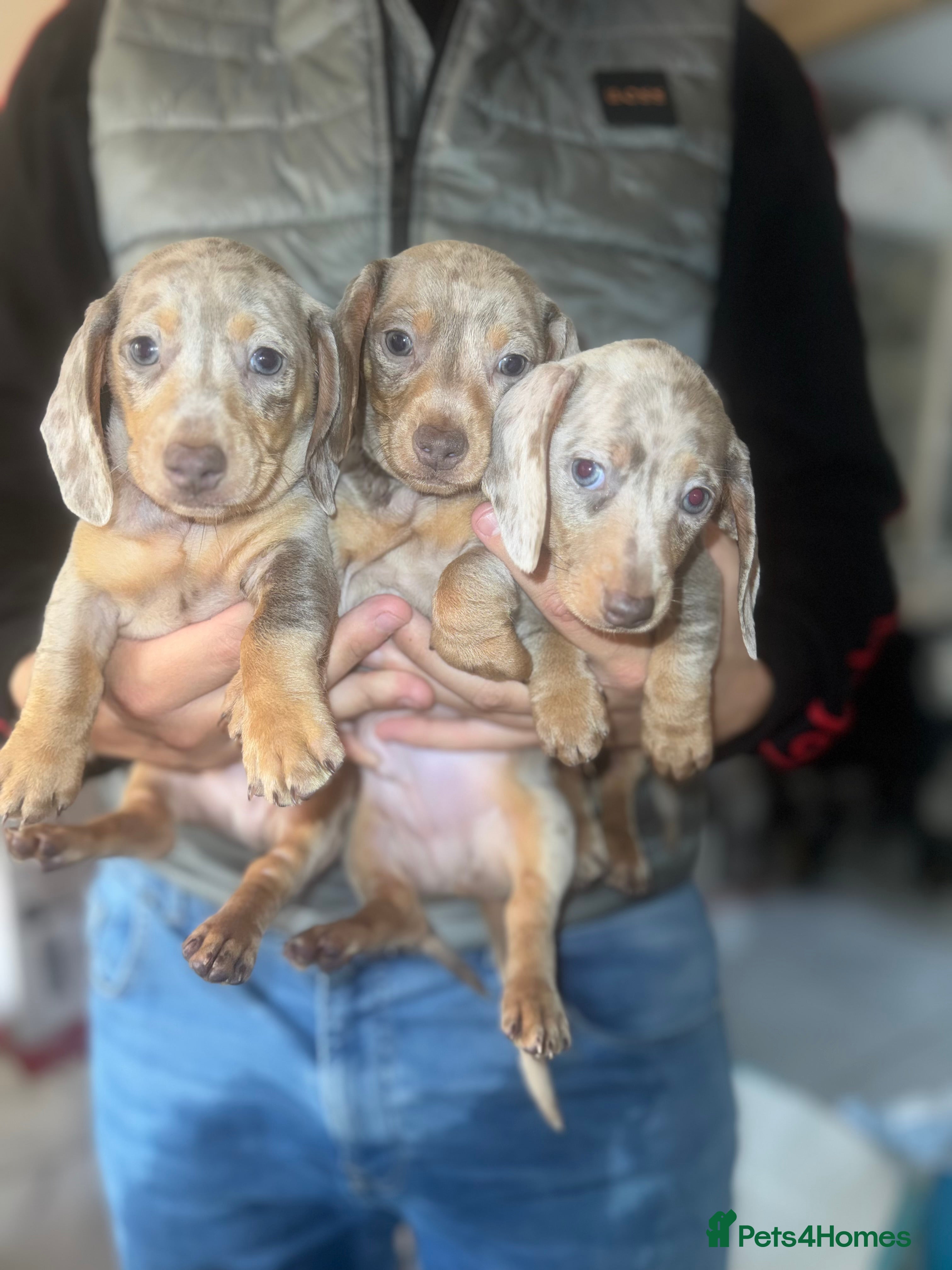 Miniature Dachshund dogs Isabella silver dapple miniature Daschound puppy’s - Advert 5