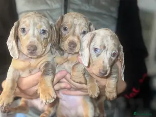 Miniature Dachshund dogs Isabella silver dapple miniature Daschound puppy’s - Advert 5