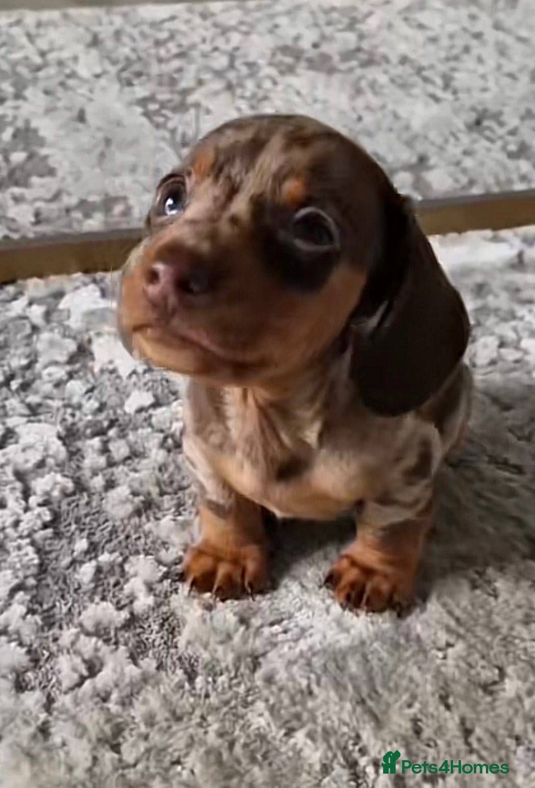 Miniature Dachshund dogs for sale: Chocolate Miniature Dachshunds!! - Advert 4