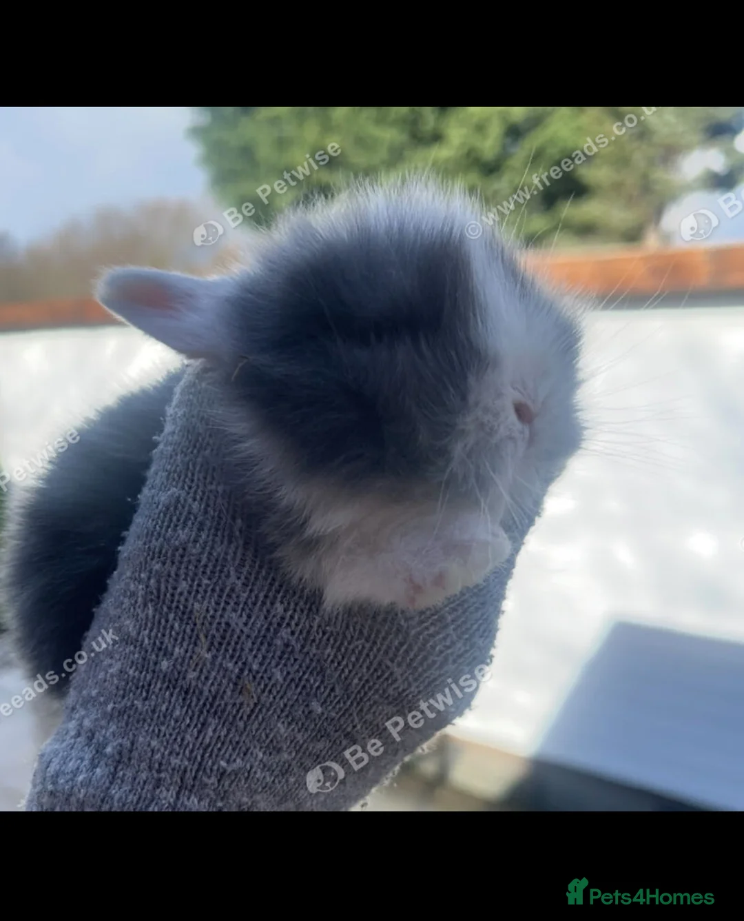 Lionhead rabbits for sale: Baby Lionhead bunnies ready to reserve ! - Advert 1