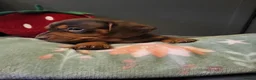 Miniature Dachshund dogs for sale: ​🐾 Beautiful Miniature Dachshund Puppies 🐾 - Advert 14