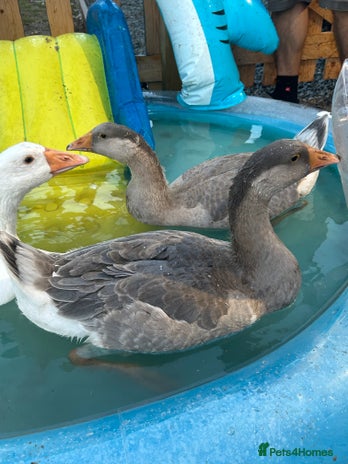 Geese poultry - Advert 20