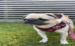 Pug dogs for adoption: 💖🐶 LOLA 🐶💖 - Image 3