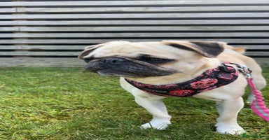 Pug dogs - Advert 6