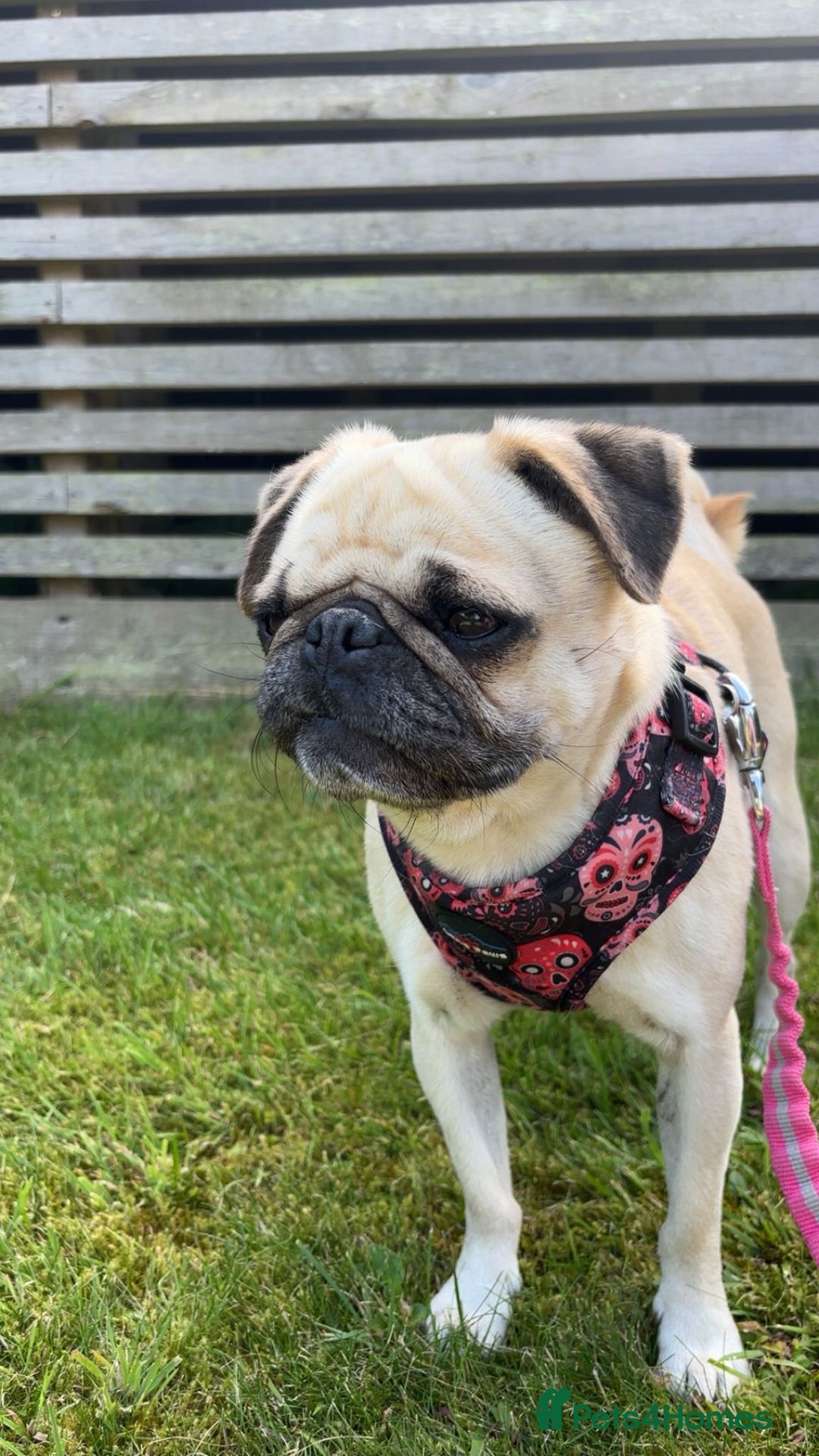 Pug dogs for adoption: 💖🐶 LOLA 🐶💖 - Image 3