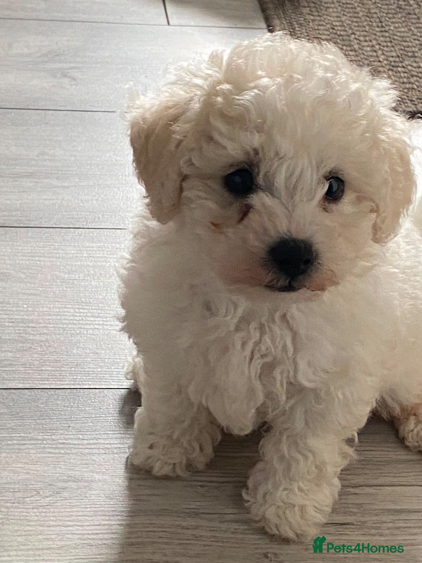 Poochon dogs Beautiful f1 poochon - Advert 3