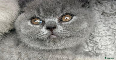 British Shorthair cats in Alloa - Advert 1