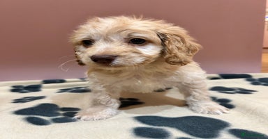 Cockapoo dogs - Advert 4