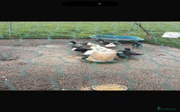 Ducks poultry for sale: Call Ducks  - Advert 1