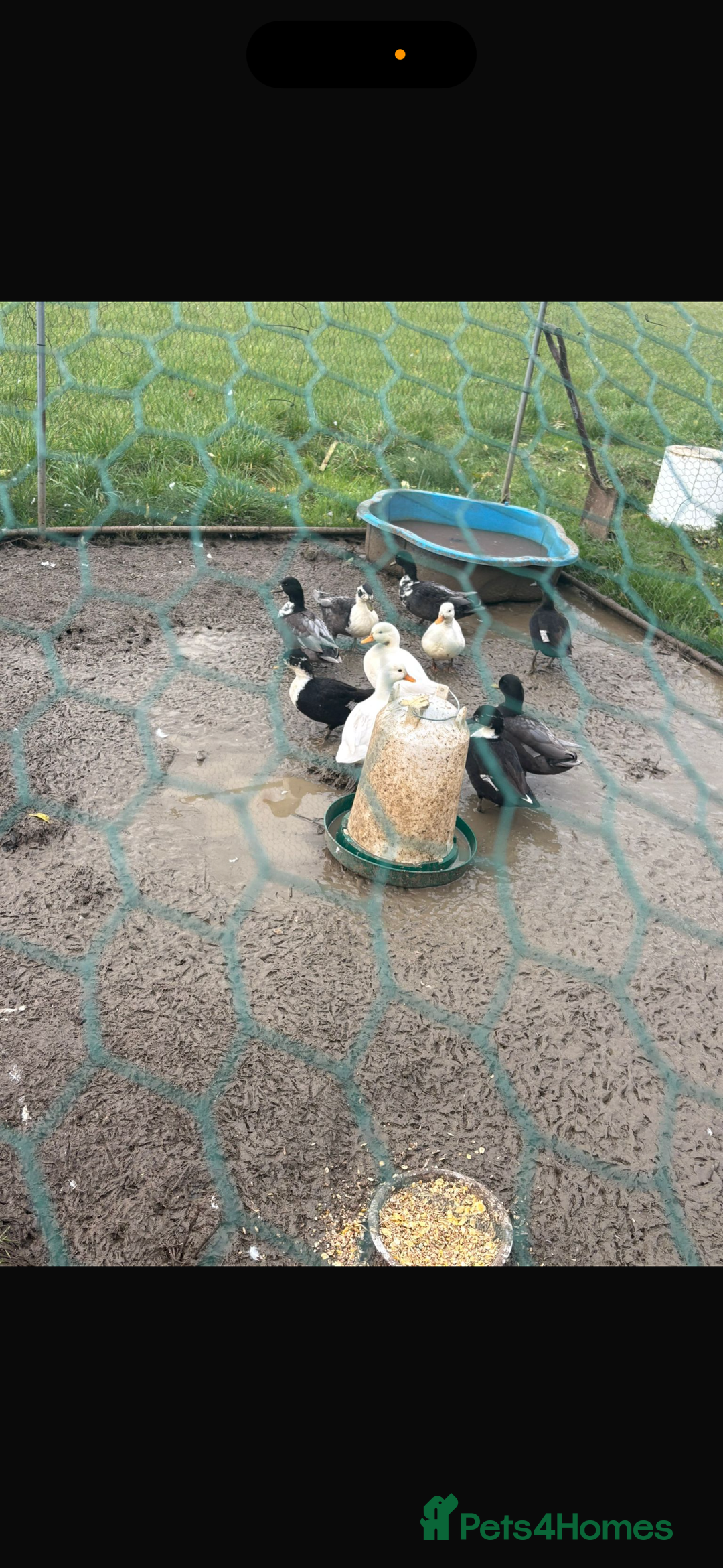 Ducks poultry for sale: Call Ducks  - Advert 1