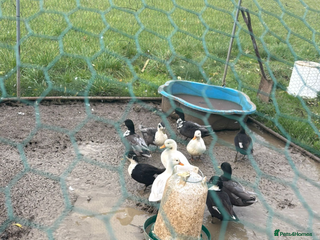 Ducks poultry Call Ducks - Advert 1