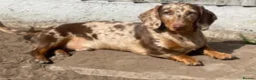 Dachshund dogs for sale: 7 Beautiful Dachshund Puppies  - Advert 2