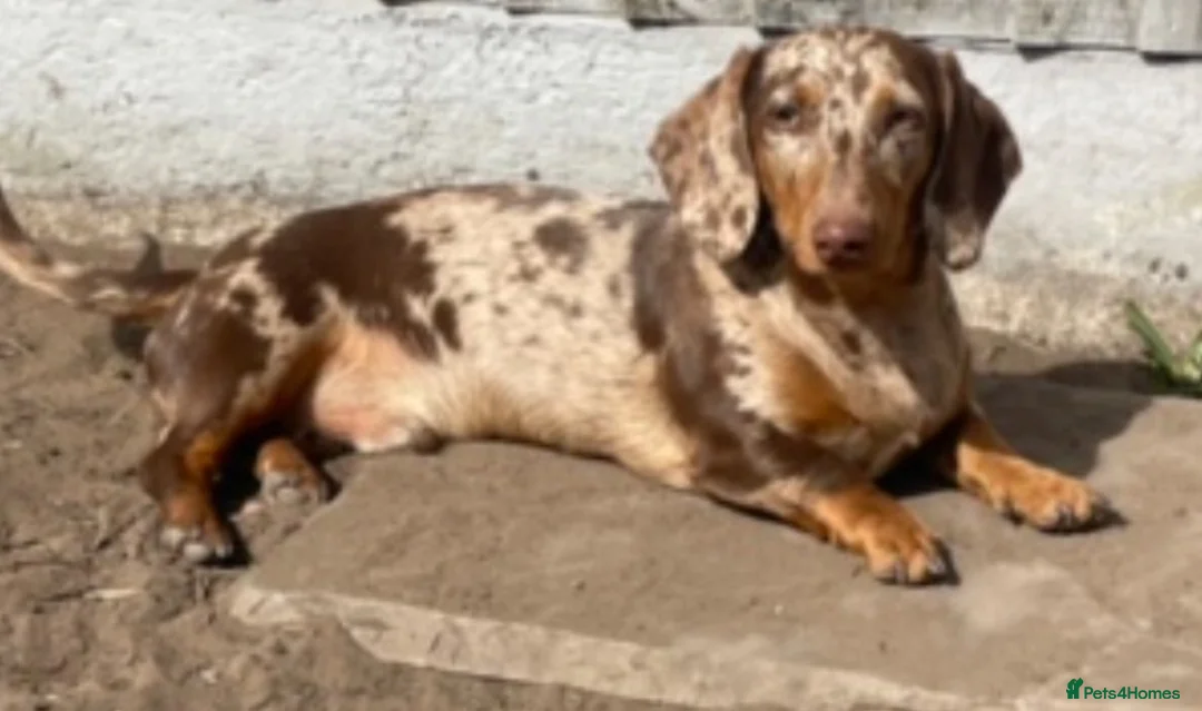 Dachshund dogs for sale: 7 Beautiful Dachshund Puppies  - Advert 2