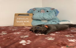 Cane Corso dogs for sale: Cane corso puppies for sale  - Image 26