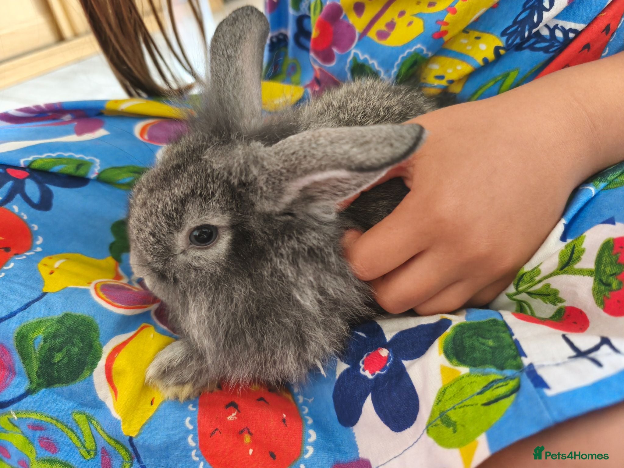 Mini Lop rabbits Ready Now 💙 - Advert 1
