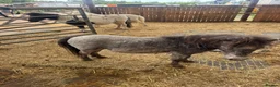Shetland pony horses for sale: Shetland ponies - Advert 7