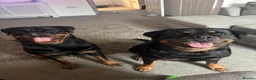 Rottweiler dogs for sale: Hugo and nala  in Southampton - Advert 4
