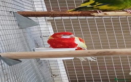 Parrots birds for sale: Available BIRDS/PARAKEETS/PARROTS  - Image 24