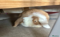 Mini Lop rabbits for sale: Gorgeous mini lop girl  - Image 1