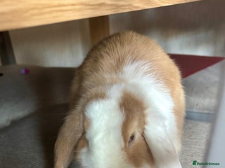 Mini Lop rabbits - Advert 18