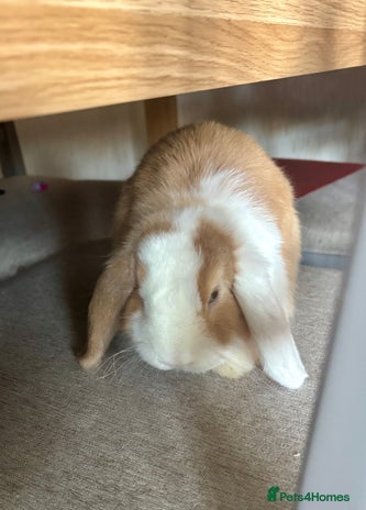 Mini Lop rabbits - Advert 14