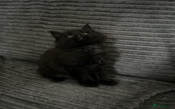 Maine Coon cats for sale: Kittens  - Image 2