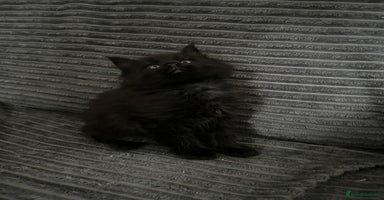 Maine Coon cats - Advert 9
