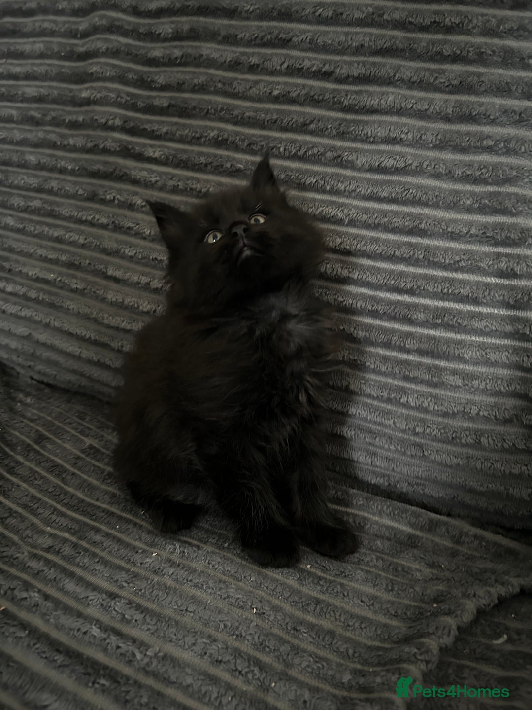 Maine Coon cats for sale: Kittens  - Image 2