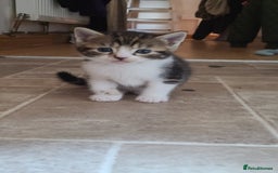 Mixed Breed cats for sale: Beautiful mixed kittens 2 boys 2 girl - Image 1