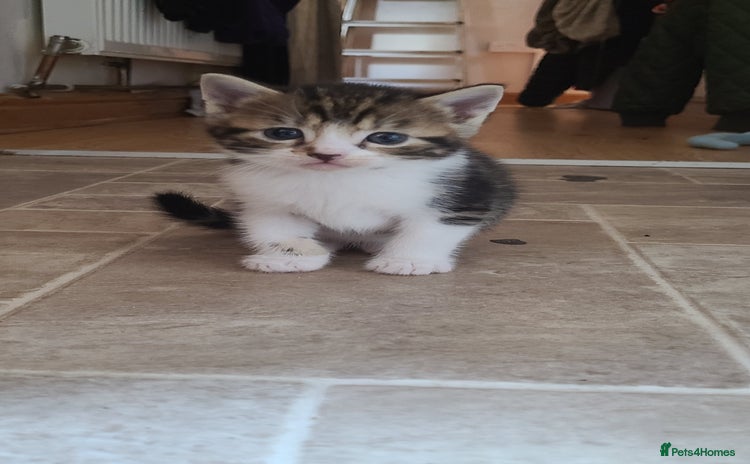 Mixed Breed cats - Advert 7
