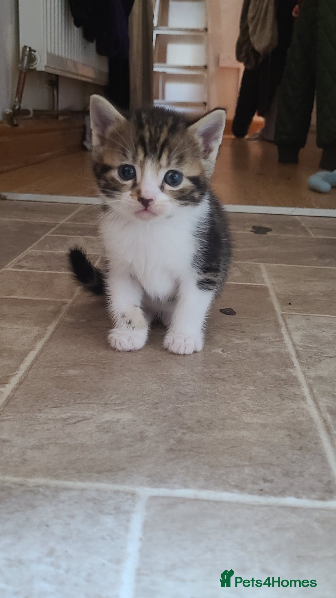 Mixed Breed cats for sale: Beautiful mixed kittens 2 boys 2 girl - Image 1