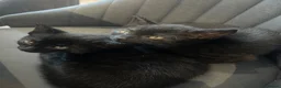 Mixed Breed cats for sale: X2 Black kittens ready to leave  in Mablethorpe - Advert 4