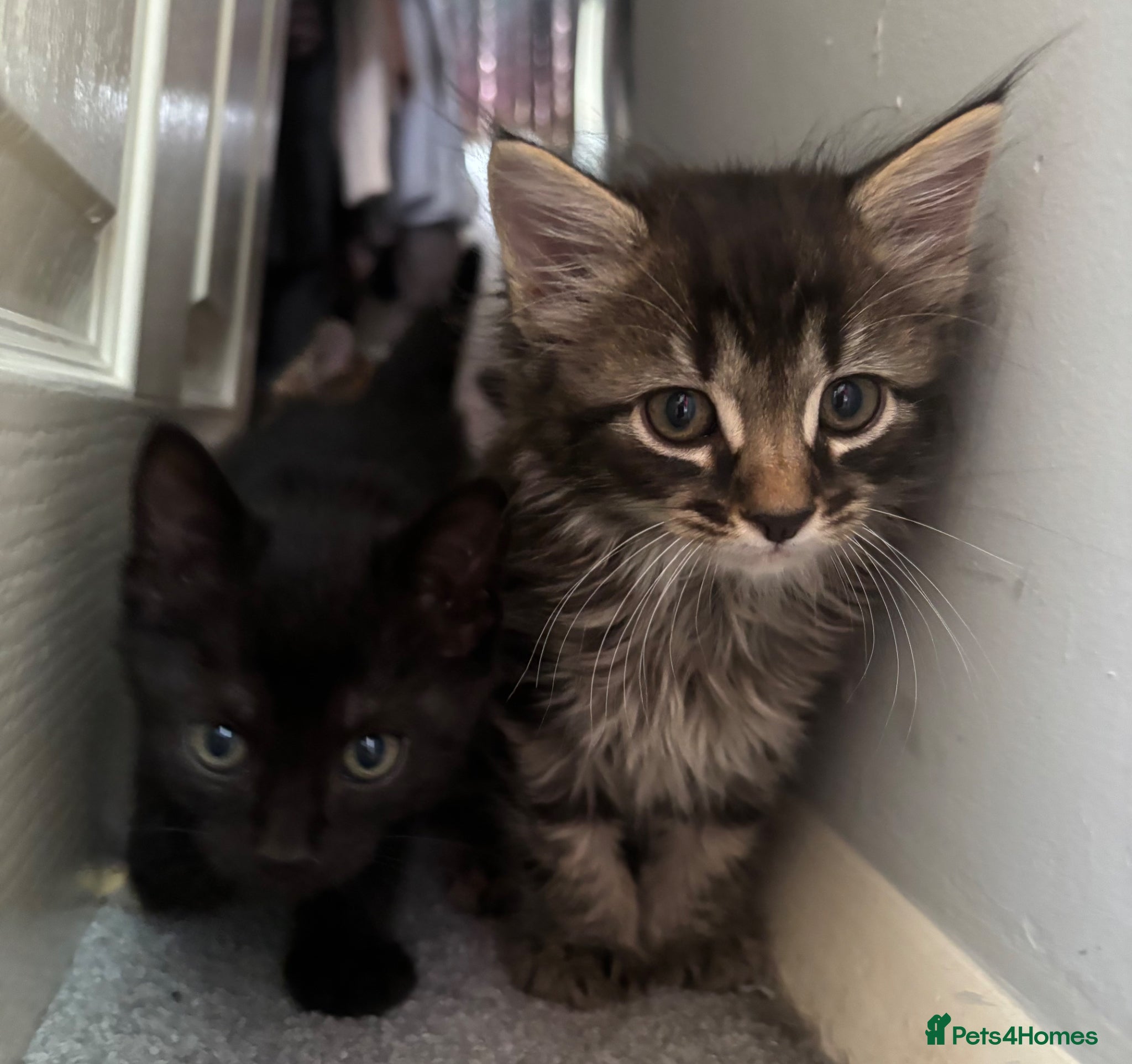 Mixed Breed cats Kittens - Advert 1