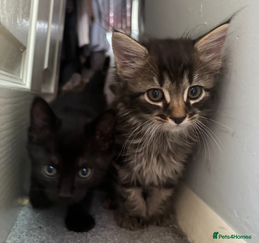 Mixed Breed cats for sale: Kittens - Advert 1