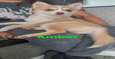 Pomsky dogs - Advert 13