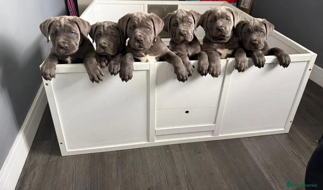 Cane Corso dogs for sale: Champion Bloodline Cane Corso Puppies - Advert 1