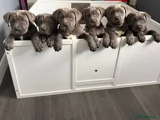 Cane Corso dogs Champion Bloodline Cane Corso Puppies - Advert 16