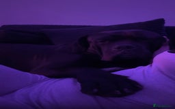 Mixed Breed dogs for sale: cane corso - Advert 3